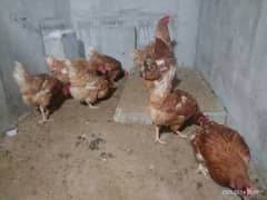 healthy and active hens for sell egg laying