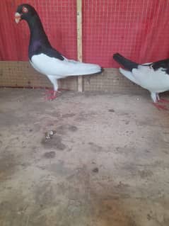 breeder paires for sale