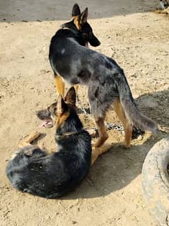 Alsatian German Shepherd Dog