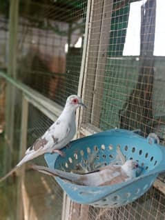 Birds Available Finches Dove Lovebirds Pegions