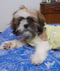 shih tzu male