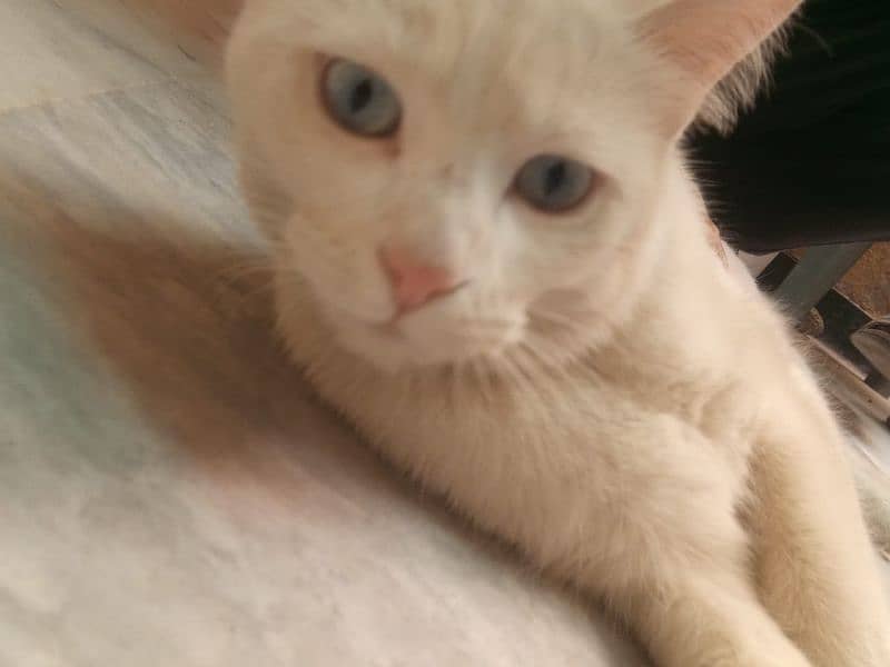 white cat 2