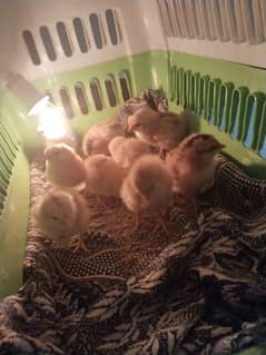 chicks