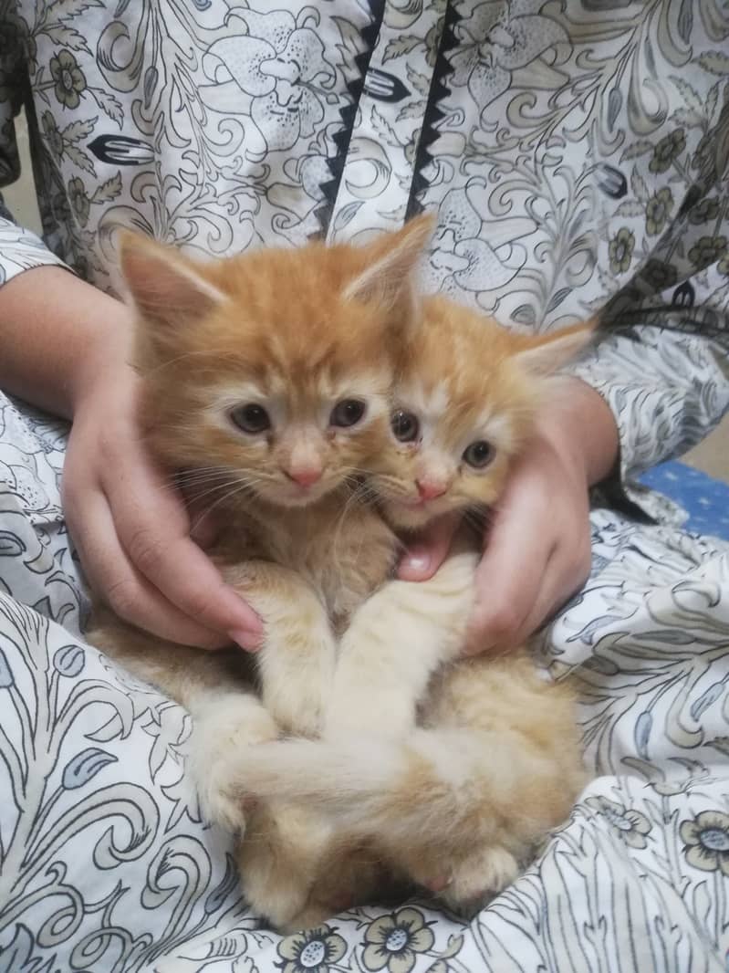 2 manth cats baby 2