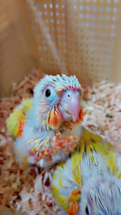 Suncheek Extreme High Red 3 Half covered chicks