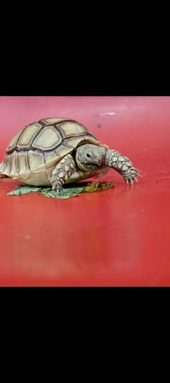 Sulcata and Russian tortoise