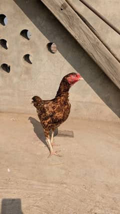 aseel hen egg laying