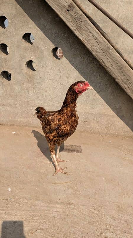 aseel hen egg laying 0