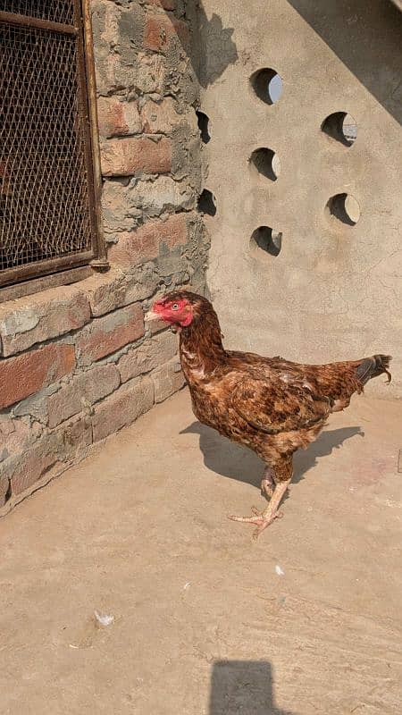 aseel hen egg laying 1