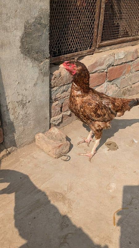 aseel hen egg laying 2