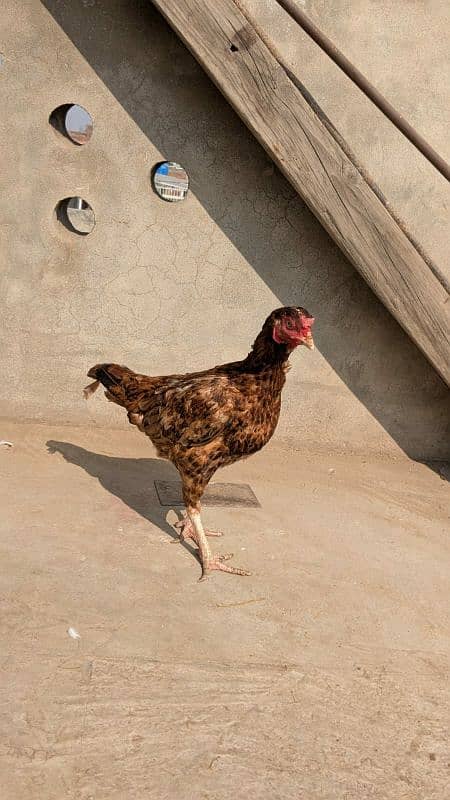 aseel hen egg laying 3