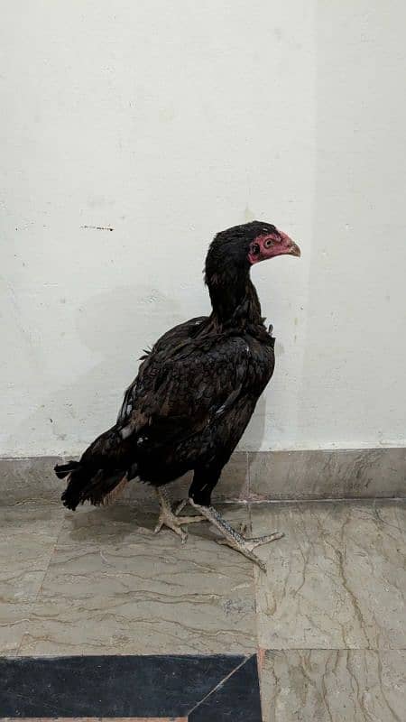 aseel hen egg laying 4