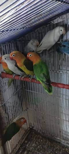 Mix Birds