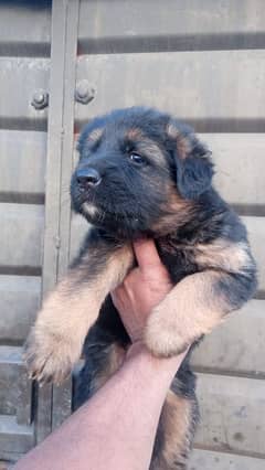 puppy long court female contact no. 0348101365