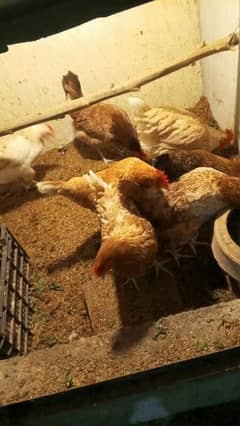 Egg Laying Golden hens