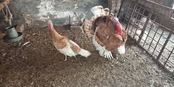 Turkey Golden Pair for SaLe in Sahiwal. 0322 7070730 Rana Shah Nawaz