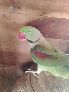 Raw parrot for sale Call my WhatsApp number 03244025806