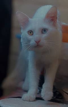 Turkish Angora Male Cat