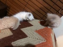 Persian kittens