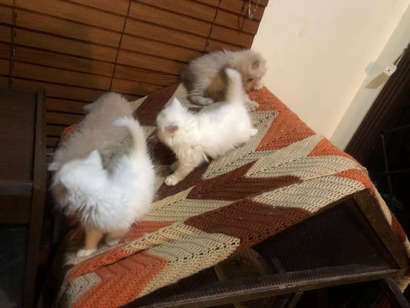 Persian kittens 6