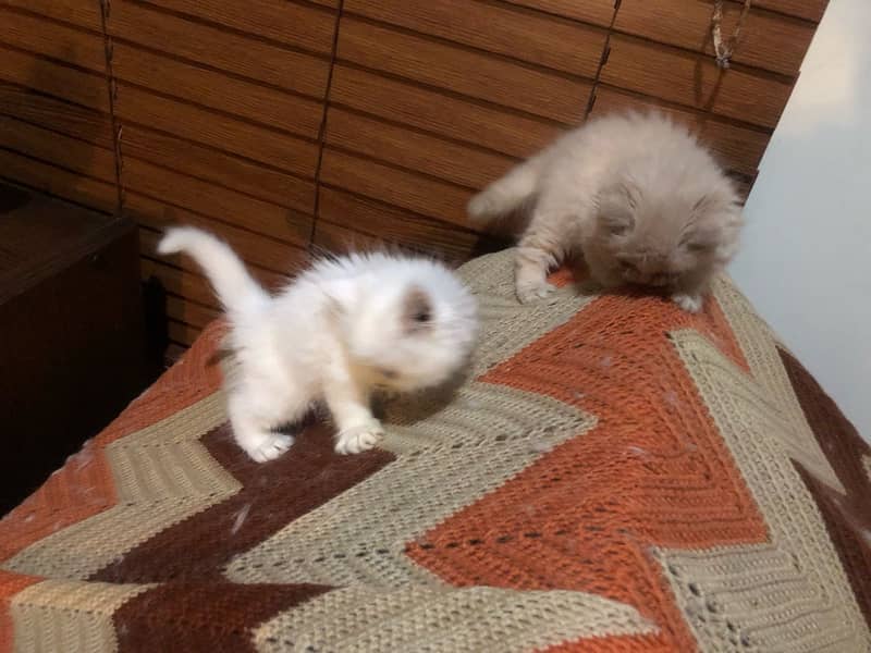 Persian kittens 7