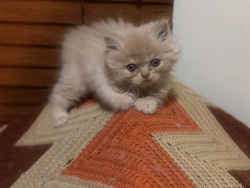 Persian kittens 10