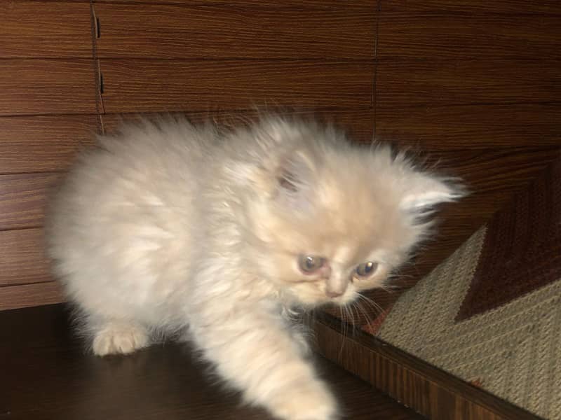 Persian kittens 12