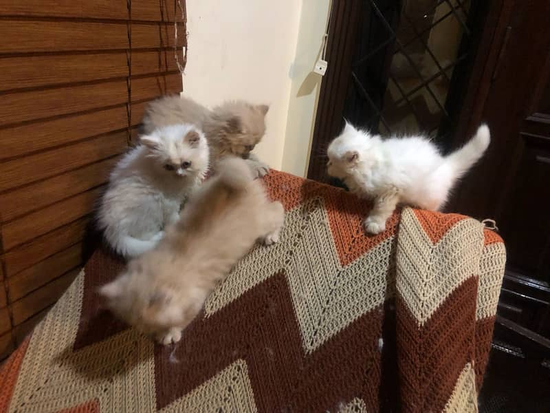 Persian kittens 14