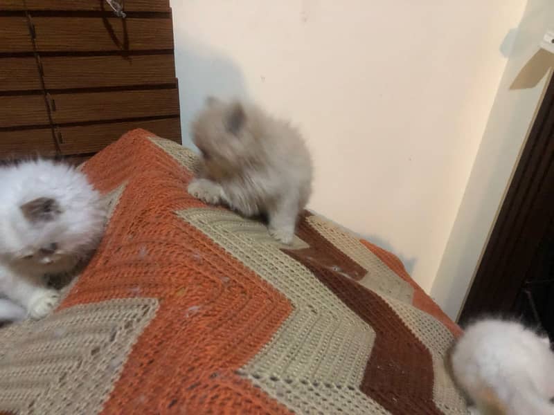 Persian kittens 16