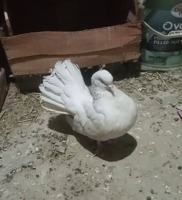 4 White Fancy Pigeon for Sale 1