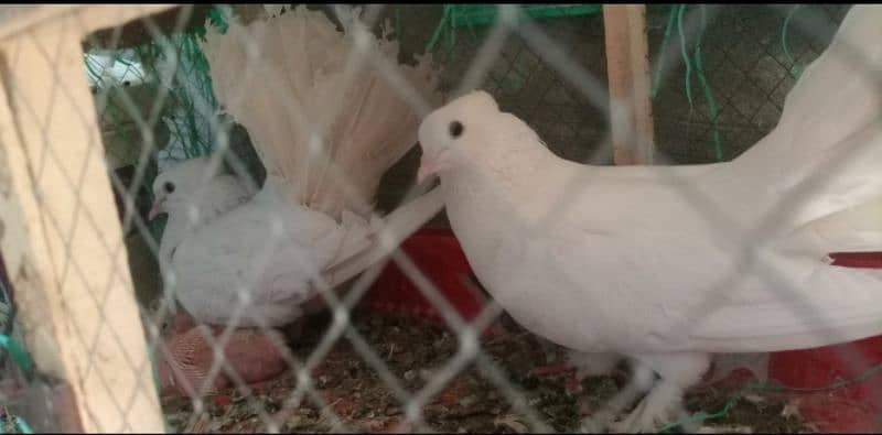 4 White Fancy Pigeon for Sale 2