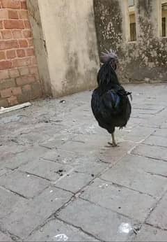 8 month old Ayam Cemani  egg laying