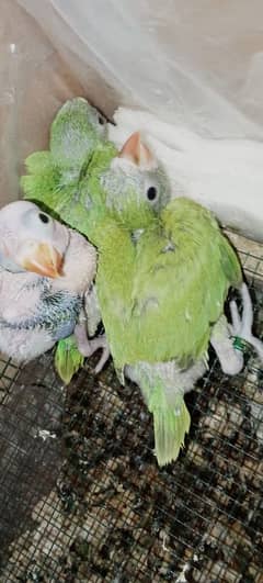 local homebreed talking mitthu ringneck parrot chicks