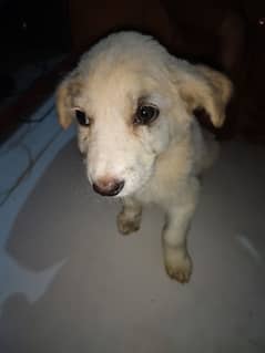 labrador puppy