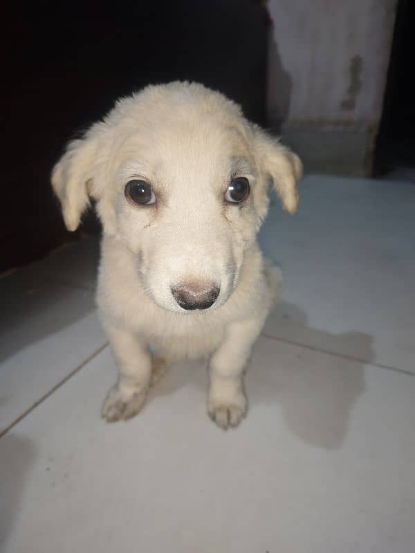 labrador puppy 1