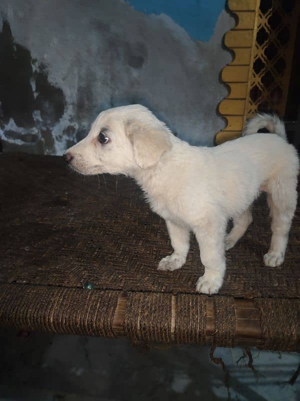 labrador puppy 2