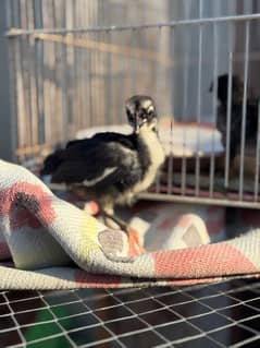 Australorp A Grade chicks