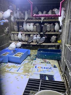 Finches | Java | greyJava  | white Java