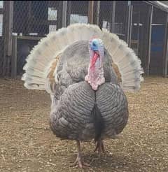 turke breedr male for sale