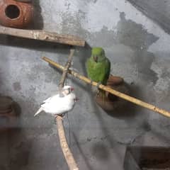 Green parrat