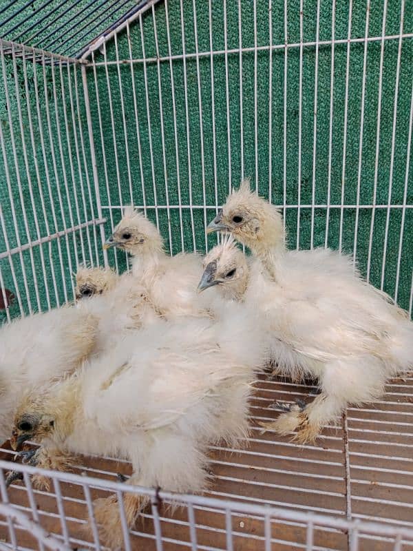 silkie chicks 0