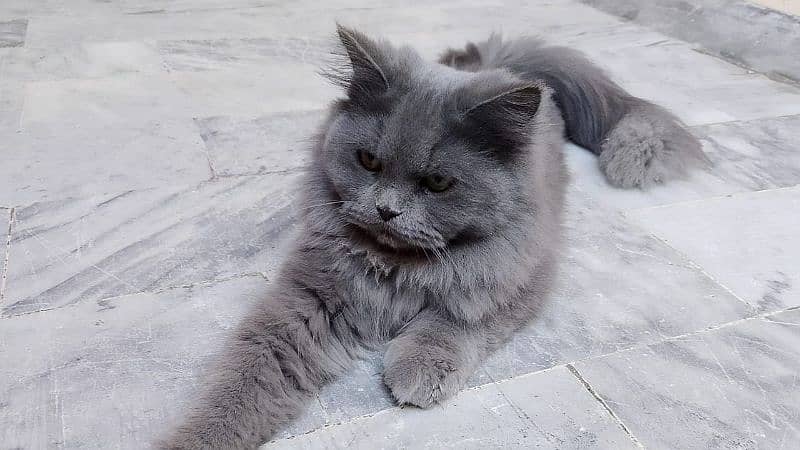 handsome Persian cat 1