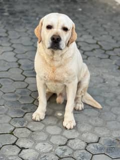 British Labrador Pair