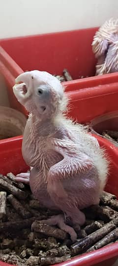 TRITON cacatoa chick's available