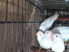 love birds pathay and breeders available