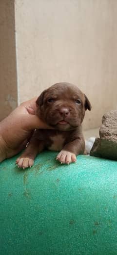 pitbull pups available