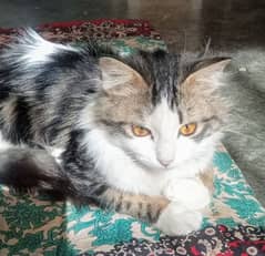 Persian cross cat for adoption