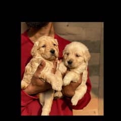 Golden Retriever Pedigreed Pups