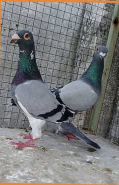 pigeon qasid pair