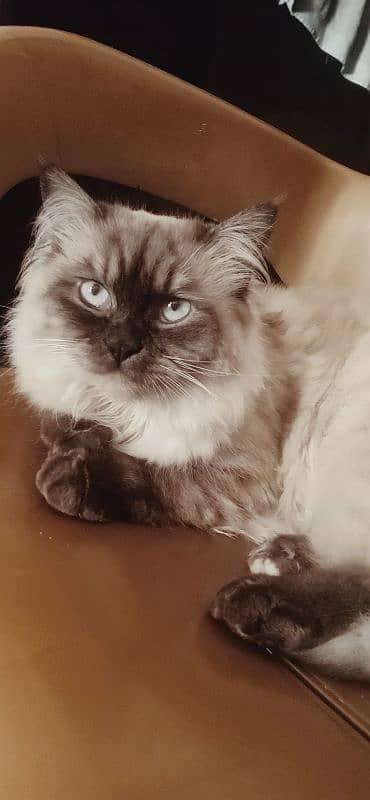 Himalayan cat 0